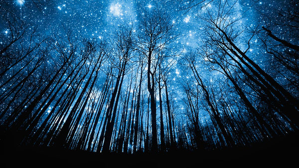Starry Night Sky Forest Canvas with LED & Optical Fibre (REF: M02)